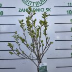 Arónia čerešňolistá (Aronia × prunifolia) ´VIKING´ - výška 90-100 cm, kont. C3L - TOČENÝ KMEŇ